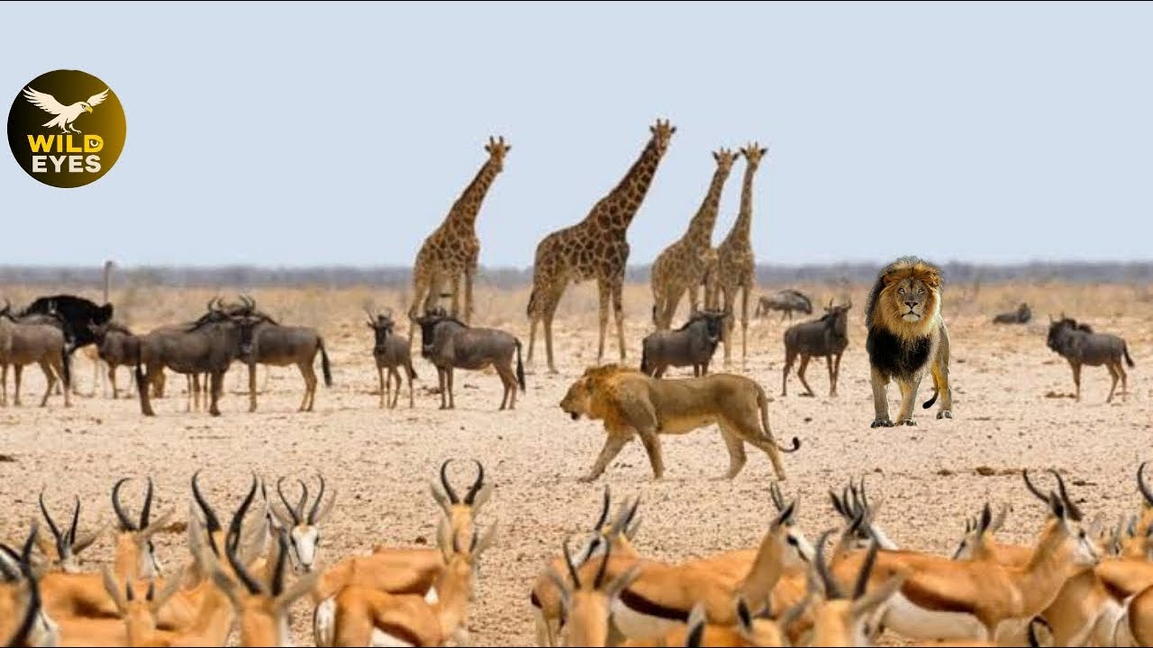 The Heart of the Forest | A Beautiful World of Wild Animals Living Together