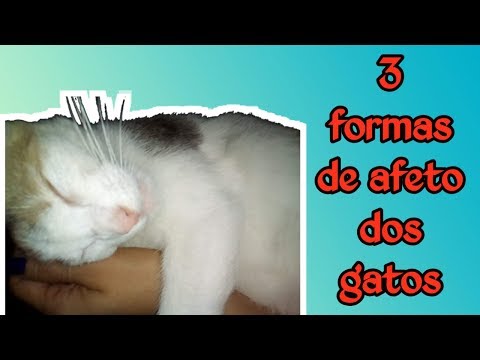 Vídeo: O que os gatos fazem para demonstrar afeto?