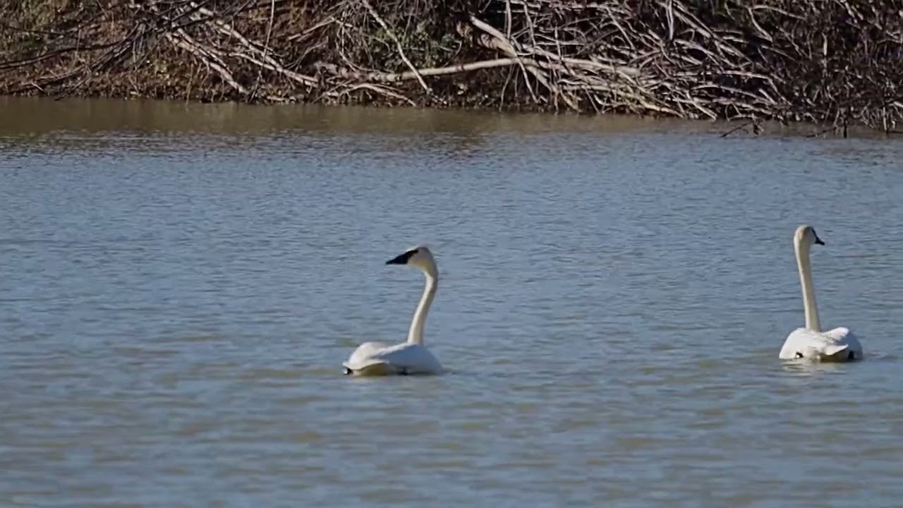 Trumpeter Swans in the backyard of Boston, Kentucky!
