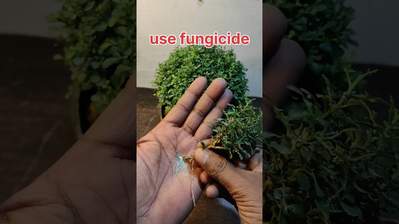 Table kamini, best indoor plant 