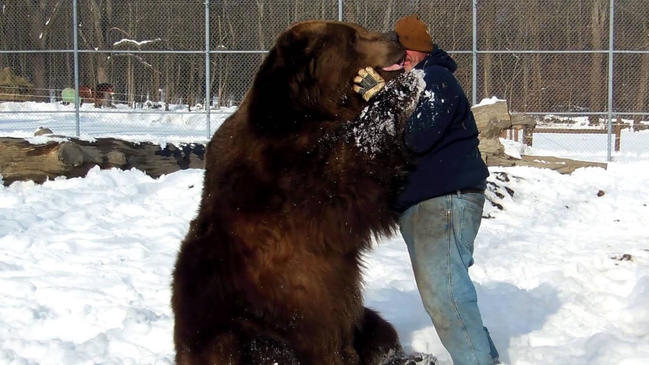 Huge bear playing in snow with man!