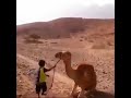 شوفو كيف طفل يركب فوق الجمل لايفوتك المقطع 