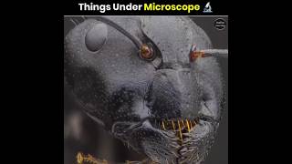 Things Under Microscope #shorts