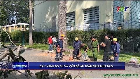Cây xanh đô thị và vấn đề an toàn mùa mưa bão