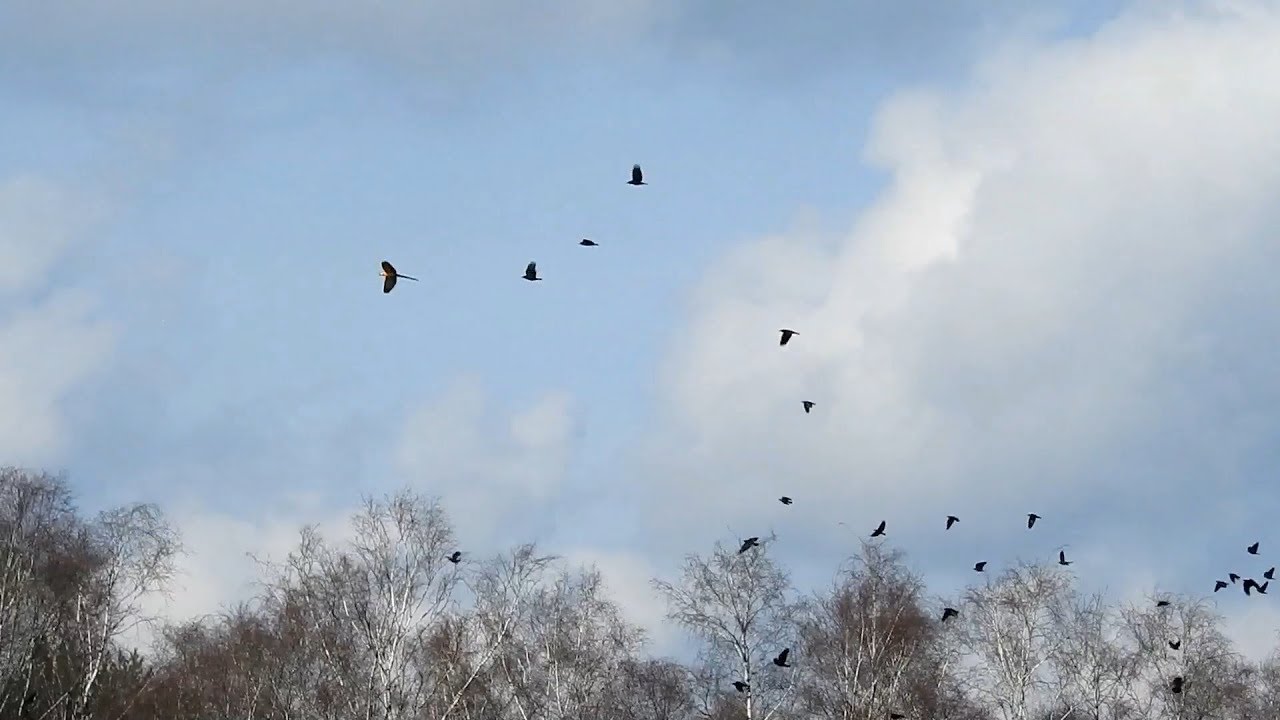 Macaw Rambo chased by 30 Crows (RIP Rambo)