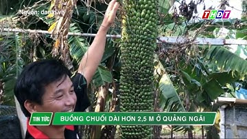 Buồng chuối dài hơn 2,5m tại Quảng Ngãi | THDT