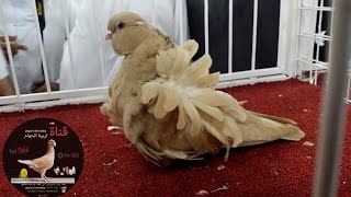 الحكم الدولي يشرح مواصفات حمام البومة الصينية (كشكي) وأساسيات التحكيم/Fancy pigeon