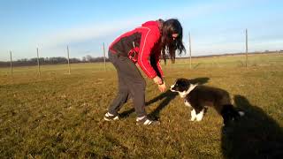 Border Collie - Puppy Tricks (2018) by Ellany Ipša - Border Collie Hyper Paw kennel 14,027 views 6 years ago 4 minutes, 54 seconds