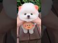 Cutest puppy ever?#PuppyLove #CuteDog #DogShorts #FluffyPup #ViralDog #PetReels #CutenessOverload
