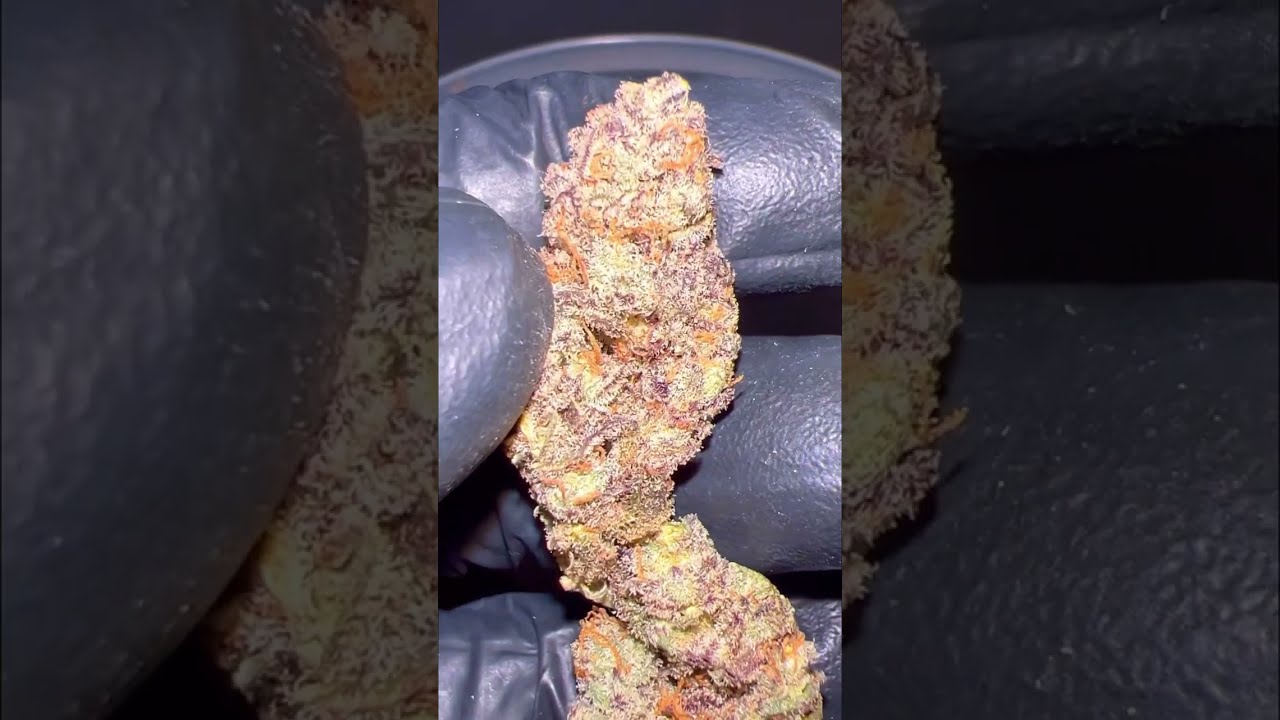 EP.2 รีวิวกัญ กับสายพันธุ์ Orange kush cake by Akorganicfarm