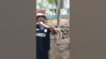 TARIKAN SIDAT BABON YANG DIKIRA ULAR !!