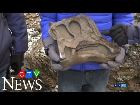 12-year-old Calgary boy finds 69-million-year-old fossil