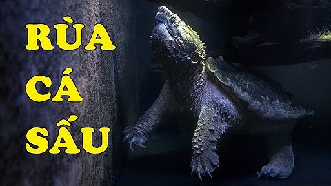 Tìm hiểu về rùa Alligator Snapping | Rùa Cá Sấu - Rùa Quái Thú | Hoàng Long Family