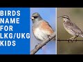 Birds name for LKG/UKG kids #birdsname#EVSsyllabus#GKsyllabus