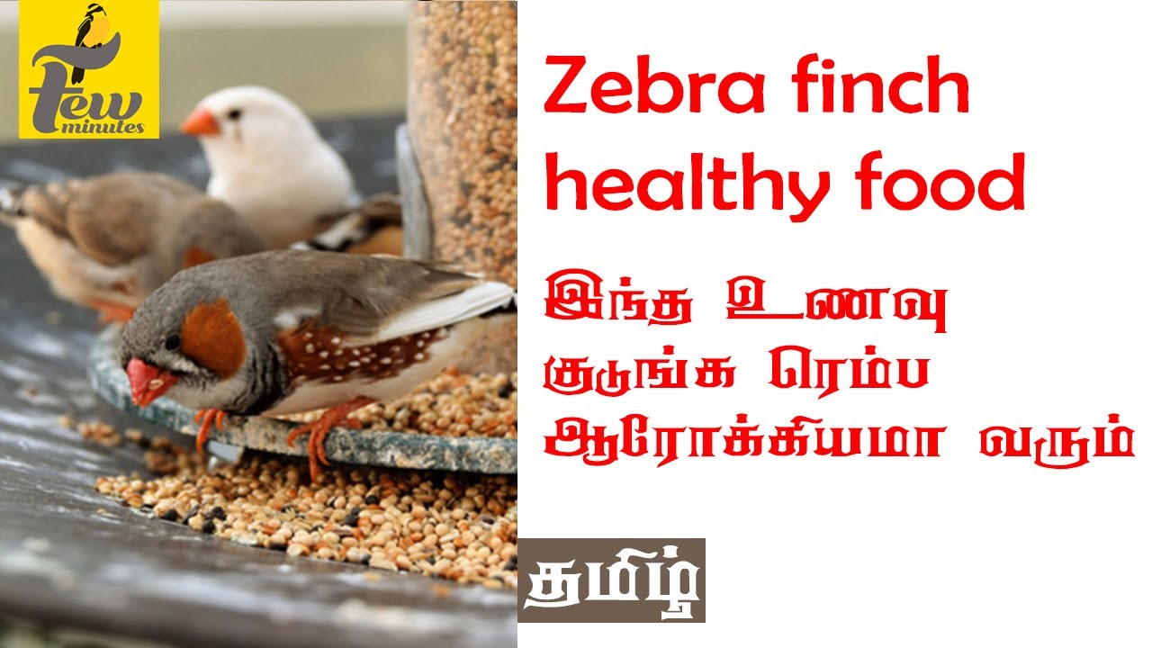 Zebra finch | healthy food for finch சத்து உணவுகள் - YouTube