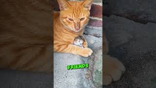 This Cat Loves To Play With Mouse