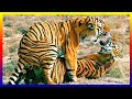 تلقيح الحيوانات الشرسة.. هكذا تتزاوج القطط الضخمة.. Big cats mating