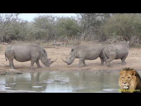 Rare White Rhino Fighting