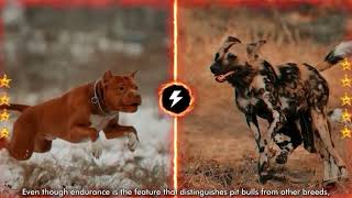 American Pitbull VS African Wild Dog   Who would win | FactoPia by Factopia 8 views 1 month ago 2 minutes, 11 seconds