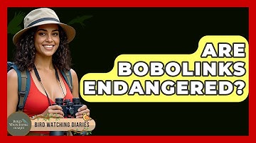 Are Bobolinks Endangered? - Bird Watching Diaries