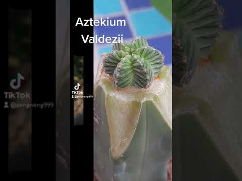 Aztekium Valdezii