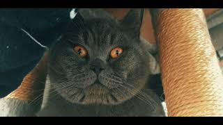 Watch my Chunky British Shorthair CAT Relaxing by Mochi The Boy 158 views 2 months ago 9 minutes, 38 seconds