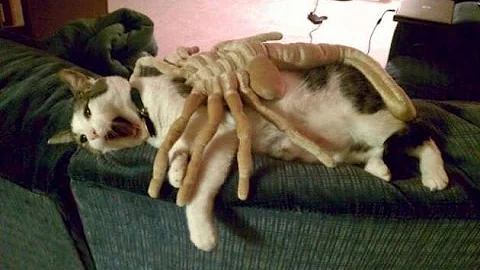 Best Funny Animal Videos Compilation Part 3