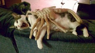 Best Funny Animal Videos Compilation Part 3