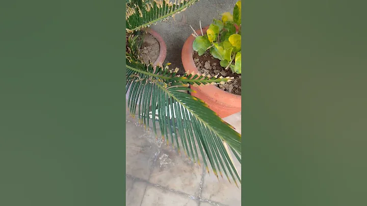 RARE HOUSEPLANT CARE | Secret Houseplant Care Tips From a Master Houseplant Grower #nursery#plants