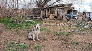 Sad Abandoned Dog Waiting at Ruined House for his Owners to Come back for him
