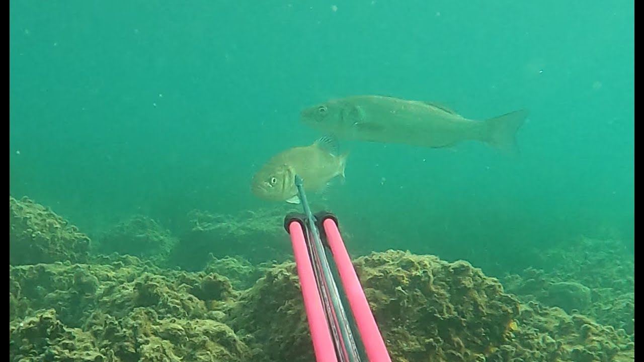 2022 levrek sezonu devam - zıpkınla %80  levrek avı ;)