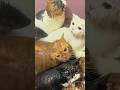 水が好きな猫たちのお風呂の日