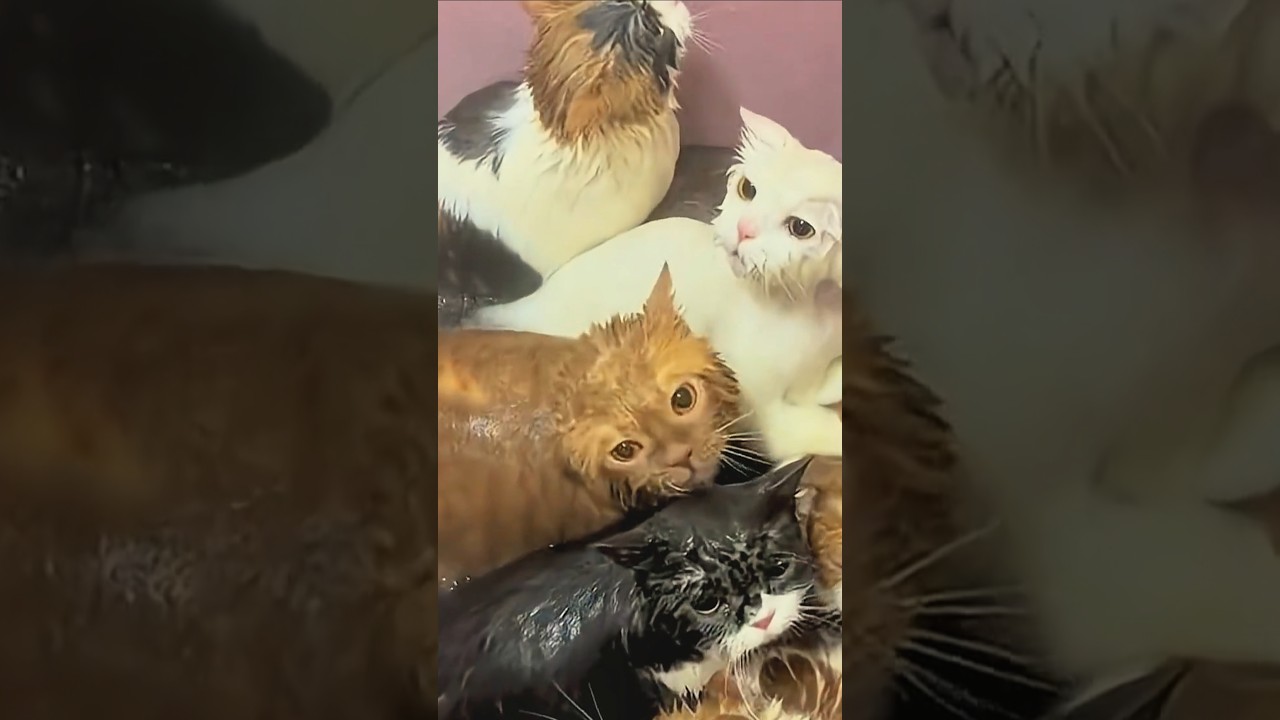 水が好きな猫たちのお風呂の日