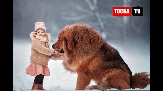 Toчка Тв Едно Од Најстарите, Најголеми И Најхрабри Запознајте Го Најскапото Куче На Светот