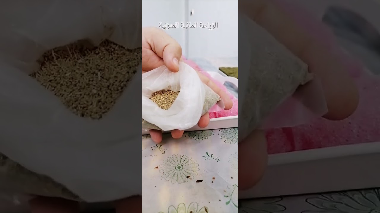 زراعة البذور الدقيقة في الوسط الزراعي الاسفنج بعد اعداده ونقعه بالماء الجزء الثاني.