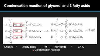 B.4.6 Describe the condensation of glycerol and three fatty acid molecules to make a triglyceride.