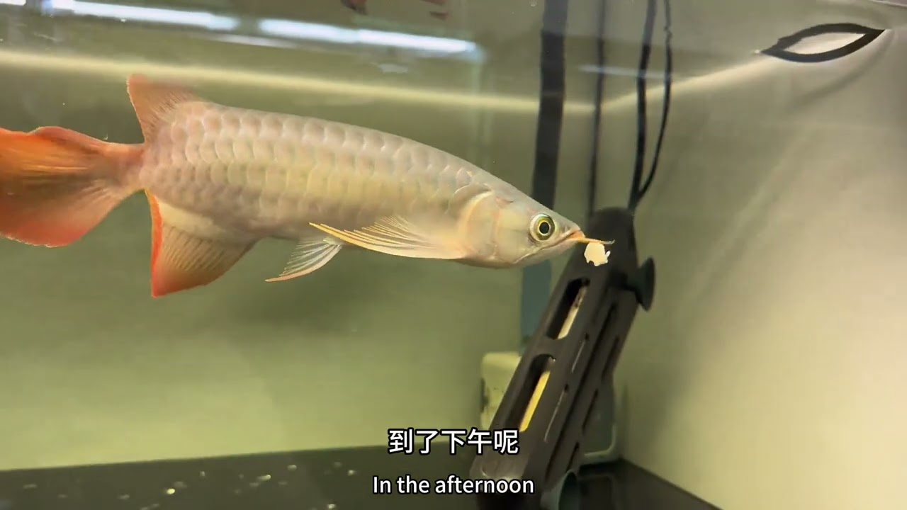 龙鱼吃东西难，怎么调整。