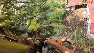 cưa dừa kỹ thuật trên nóc nhà và gần bờ ao 0911003106.0397336494
