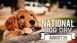 Happy Dog Day - Adapt Small Puppies On the Streets | 9GAG 