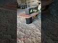 Jeffy catches a skunk part 1
