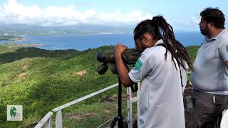 Le Moqueur Gorge Blanche - Une Espèce Endémique Et Protégée En Martinique