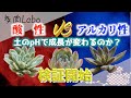 【多肉植物】多肉の好きなpH検証！