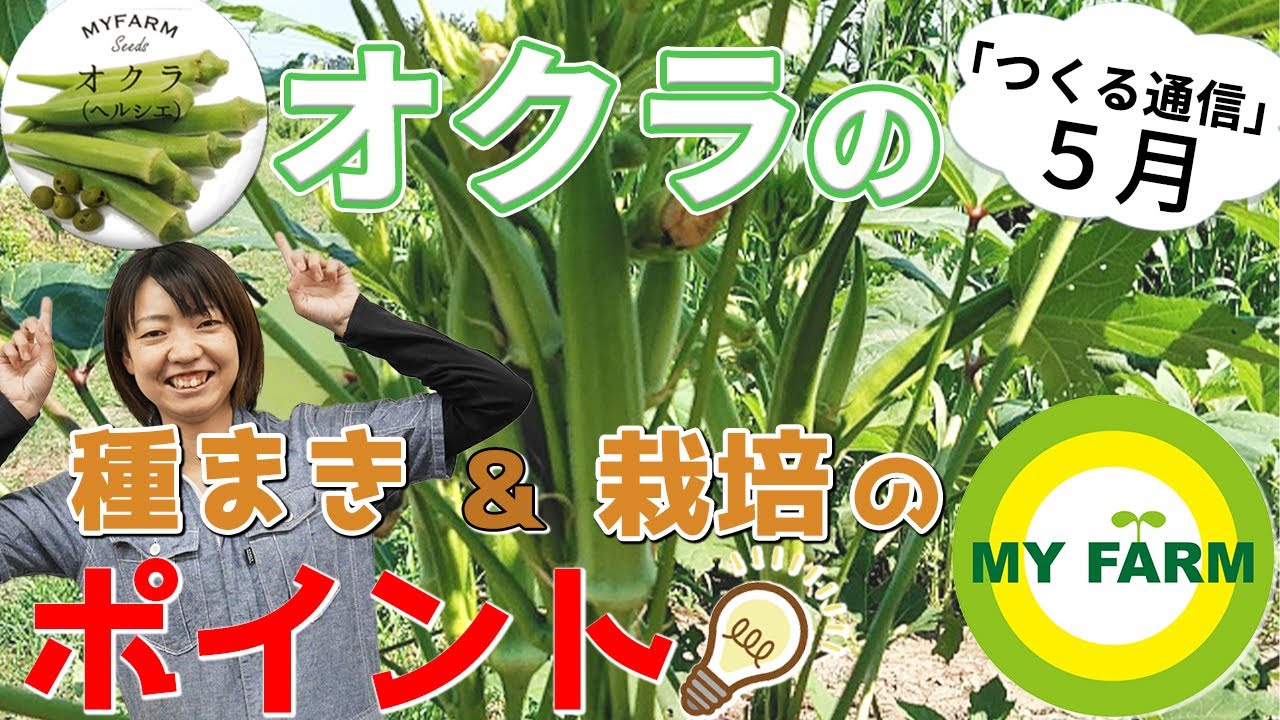 オクラの育て方を徹底解説 種まきのコツから害虫対策まで つくる通信５月のタネ Youtube