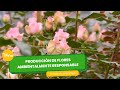 Producción de flores ambientalmente responsable - TvAgro por Juan Gonzalo Angel Restrepo