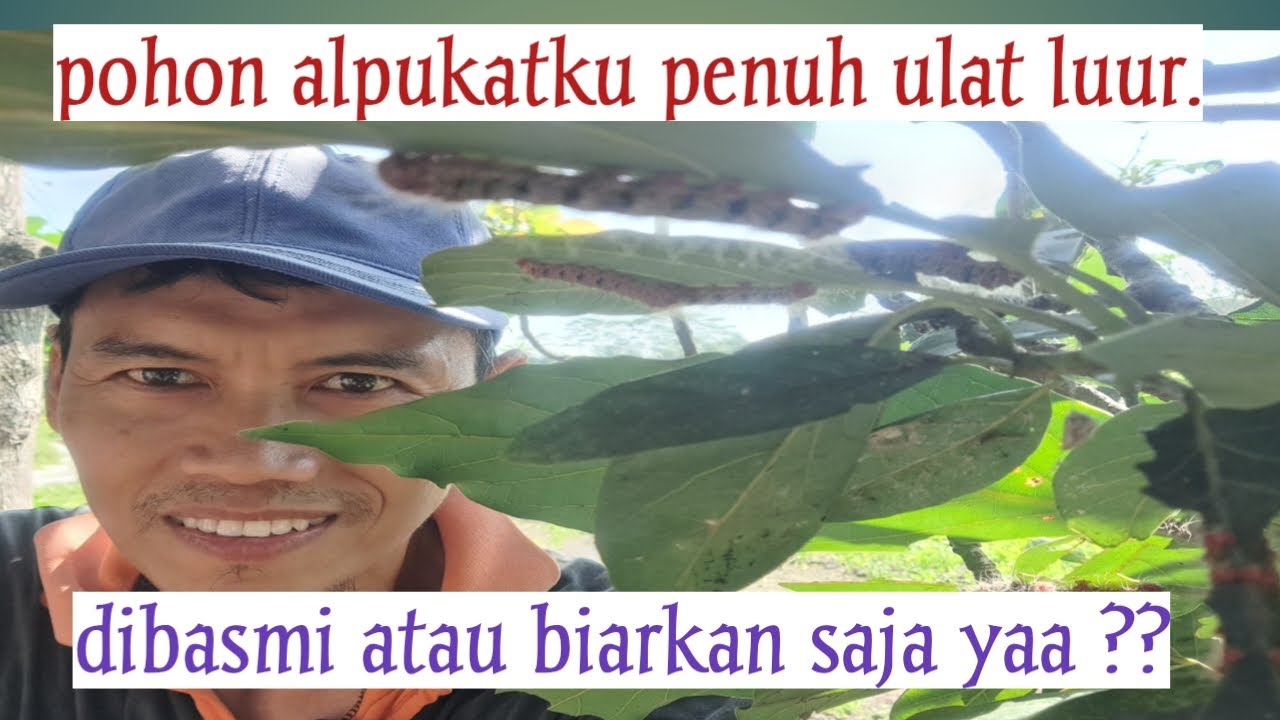 Pohon alpukat dipenuhi ulat, dibasmi atau dibiarkan ya ??