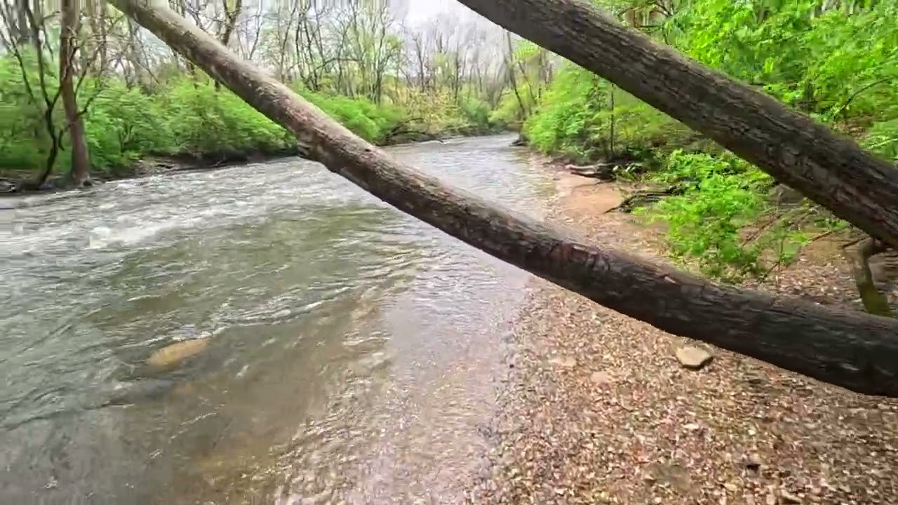 Spring Flowers at Oxbow Trail – Cascade Valley Metro Park, Cuyahoga River, Summit County, Akron, OH