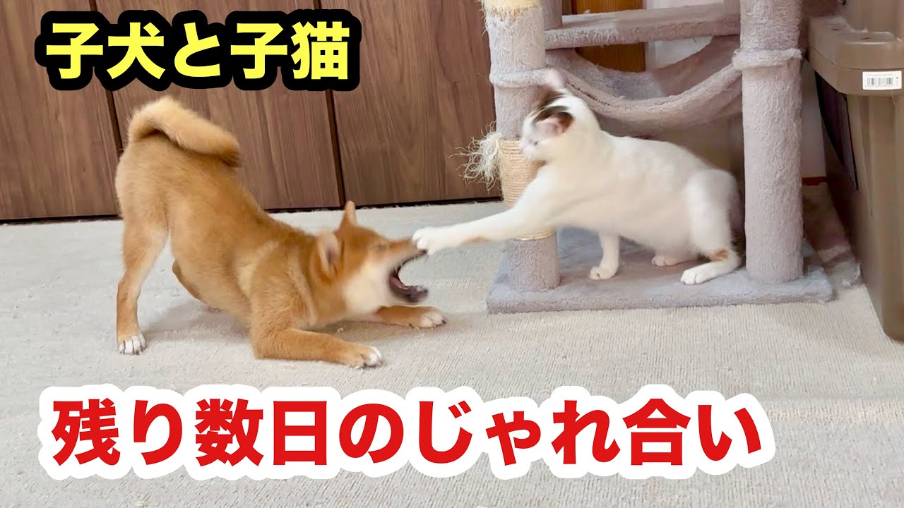 じゃれねこ『3月☆12 じゃれねこ『3月12 たんぽぽ』 たんぽぽ』 じゃれねこ『3月☆12 じゃれねこ『3月12 たんぽぽ』 たんぽぽ』