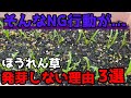 【ほうれん草】発芽しない方は間違ったやり方してませんか？【家庭菜園】