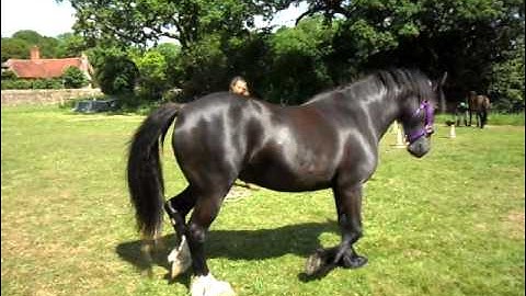 Clicker training circling at liberty.