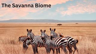 The Savanna Biome